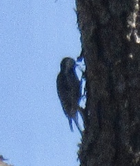 Dryobates borealis