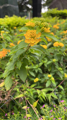 Lantana