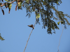 Pericrocotus cinnamomeus