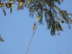 Pericrocotus cinnamomeus