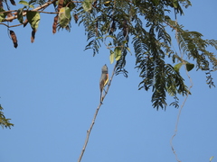 Pericrocotus cinnamomeus