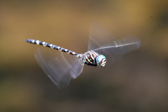 Austroaeschna unicornis