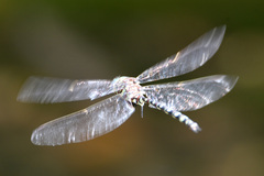 Austroaeschna unicornis