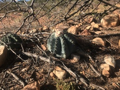 Melocactus glaucescens