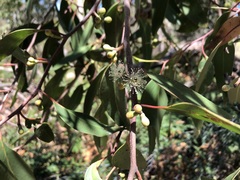 Eucalyptus arenacea