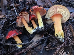 Hygrocybe laetissima