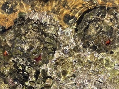 Pyura praeputialis