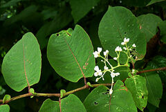 Persicaria chinensis