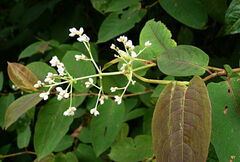 Persicaria chinensis