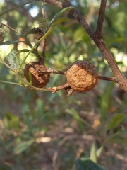 Asphondylia dodonaeae