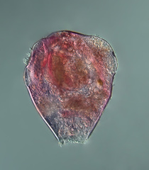 Synchytrium papillatum