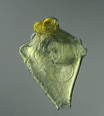 Synchytrium papillatum