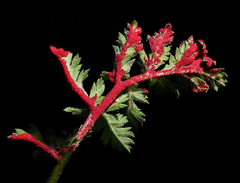 Synchytrium papillatum