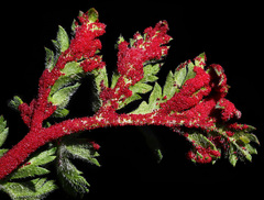 Synchytrium papillatum