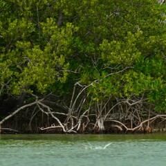 Hemiramphus brasiliensis