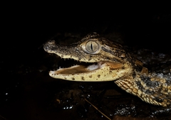 Caiman crocodilus fuscus