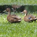 Hawaiian Duck - Photo (c) Wendy Feltham, some rights reserved (CC BY-NC), uploaded by Wendy Feltham