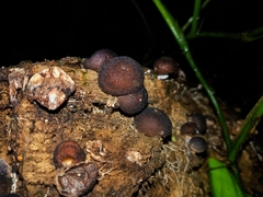 Lycoperdon fuligineum