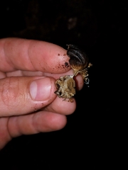 Lycoperdon fuligineum