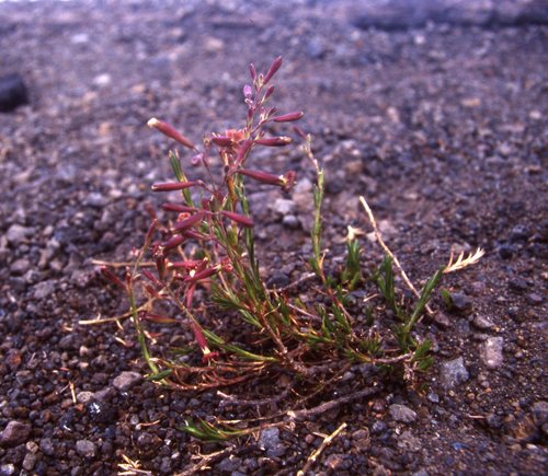 Silene hawaiiensis