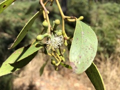Eucalyptus arenacea
