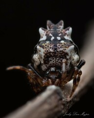 Phoroncidia sextuberculata