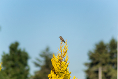 Pyrocephalus rubinus