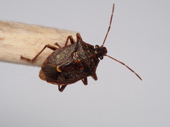 Cermatulus nasalis nasalis