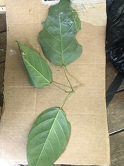 Franciscodendron laurifolium