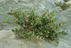 Persicaria chinensis