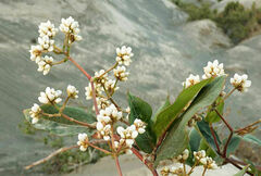 Persicaria chinensis