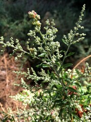 Rhagodia candolleana