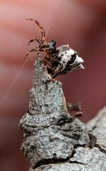 Phoroncidia sextuberculata