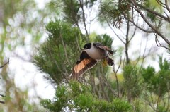 Daphoenositta chrysoptera