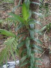 Freycinetia scandens