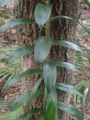 Freycinetia scandens