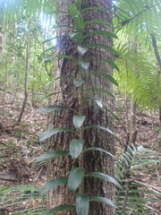 Freycinetia scandens