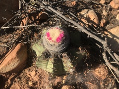 Melocactus glaucescens