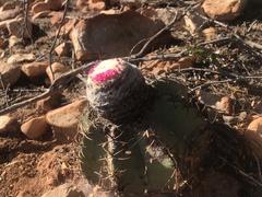 Melocactus glaucescens