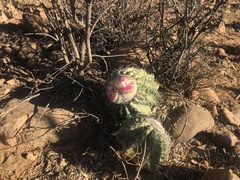 Melocactus glaucescens