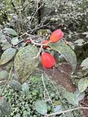 Cotoneaster franchetii