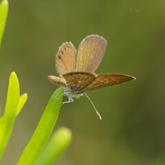 Brephidium pseudofea