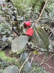 Cotoneaster franchetii