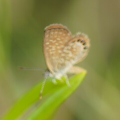 Brephidium pseudofea