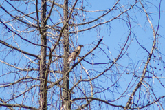 Accipiter cooperii
