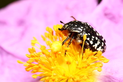 Oxythyrea noemi