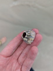 Megabalanus tintinnabulum