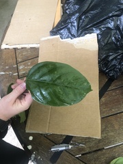 Franciscodendron laurifolium