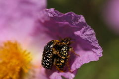Oxythyrea noemi