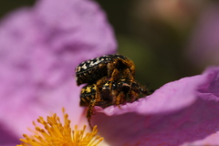 Oxythyrea noemi